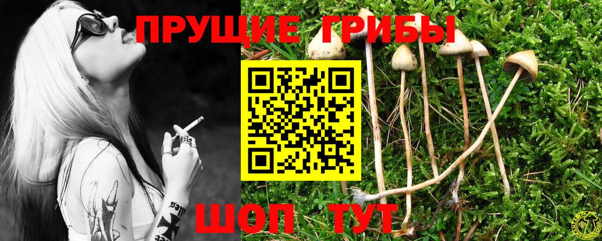 Галлюциногенные грибы Cubensis  Вход с VPN  Кулебаки 